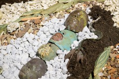 Maple Tree series 1985-1995